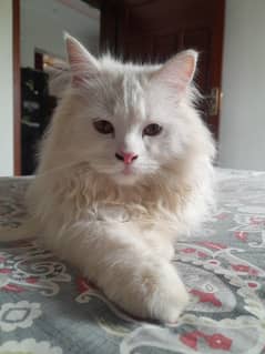 Persian kitten for sale