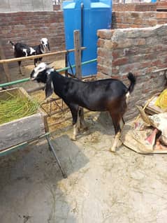 DOGLI NASAL ka Bakra or bakri available