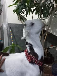 Pure Totta puri 4 months male home breed