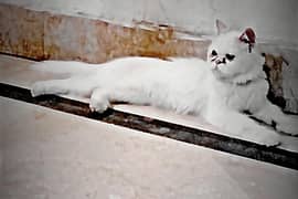 Parisian cat. white