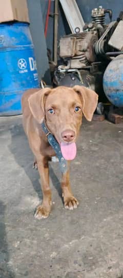Labrador dog fimal he