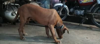 Labrador dog fimal he