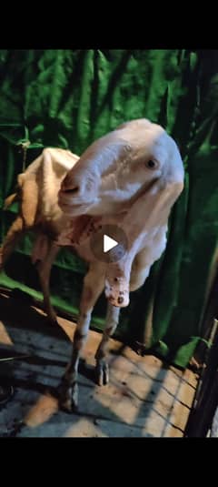 Goat Bakri for Sale