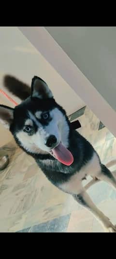 female husky for sell