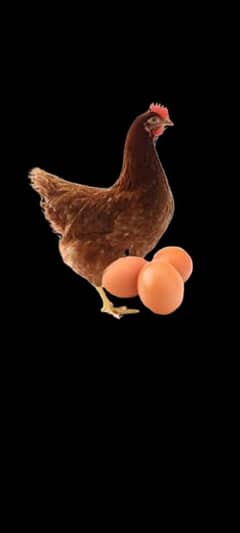 Lohman Brown Hens For sale