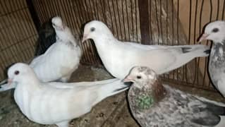 pigeons 800 ka 1