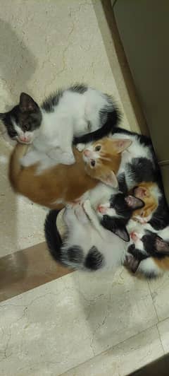 Kittens for Adoption