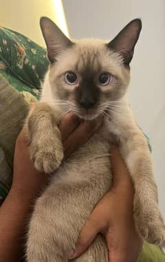 imported siamese cat