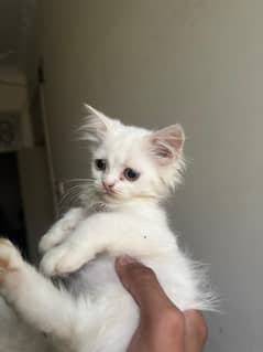 Persian