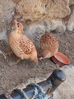 irani teeter ka breedr pair