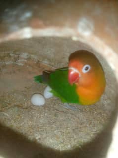 love bird and murgiya for sell