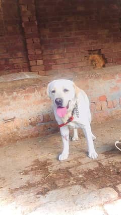 Labrador for sale