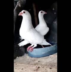 white Homer Pair