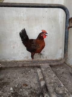 BHETREEN GOLDEN MISRII ( DESI MURGA)