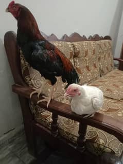Mianwali aseel+Heera Hen