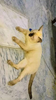 Male cate
