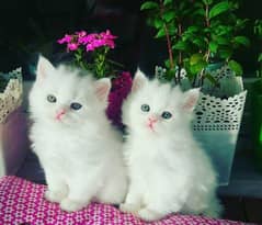 beautiful white coloured persian cat with blue eyes 1.5 month