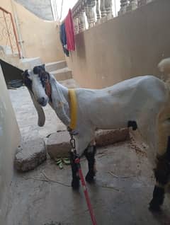 Bakra for Sale
