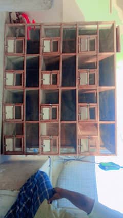 birds cage