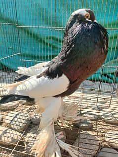 magpie