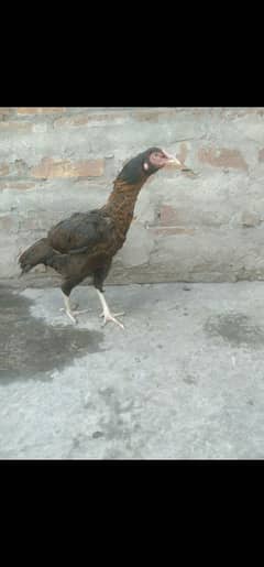 hight quality murga sale in cheap prize