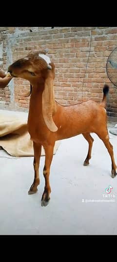 ماشاءاللہ