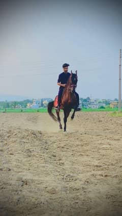 horse for sale