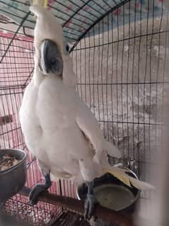 Triton Breeder