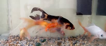 fish tank with fishes & water pump  3 pairs large size fishes