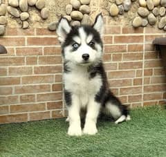 Siberian