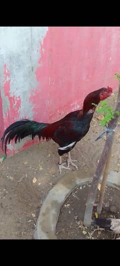 high quality aseel Sindhi