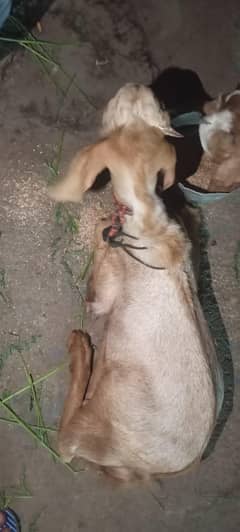 mashallah sy sb khata pitha ha contact 03150133296