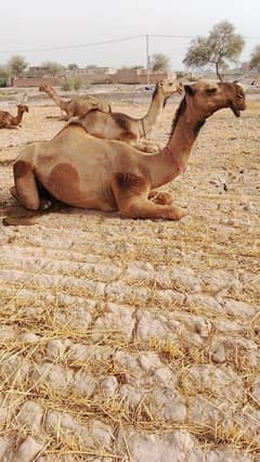 Camel for Sale