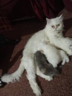 Persian cat with 4 beautiful kitten's