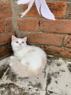 Persian kitten Female