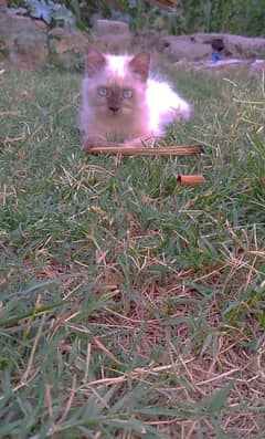 cat