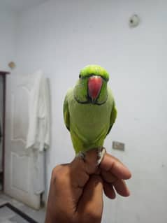 hand