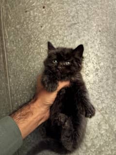 ttwo Beautiful friendly Kittens  03167584870 Whatsapp number