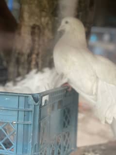 High quality lakha pairs for sale