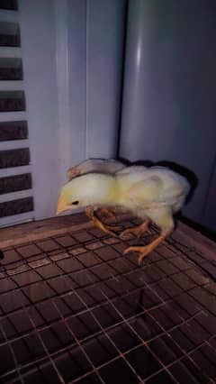 Aseel shamo chicks