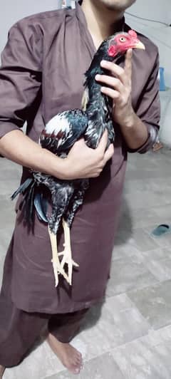 Aseel murga