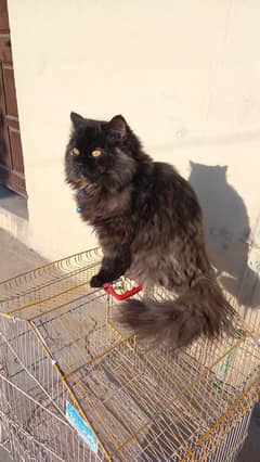 cat