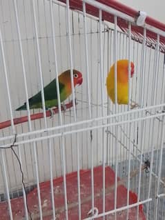 4 love birds for sale 3500 price