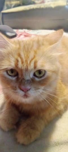 cat for sale 03004286736 Imran shahzad