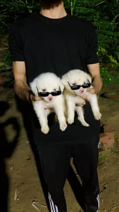Russi pista dog