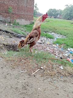 aseell murga