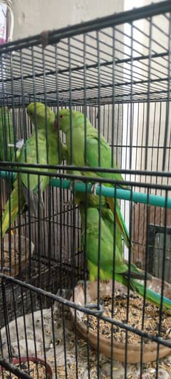 GREEN
