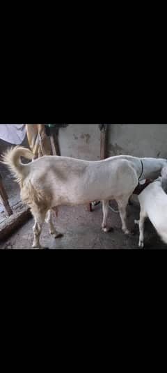 gulabi bakri 4 dant