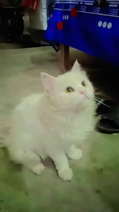 A pair of persian Cat.