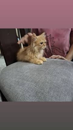 Persian kitten female. .